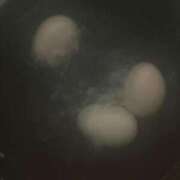 ヒメ日記 2025/11/05 12:55 投稿 ひとみ 千姫(道後)