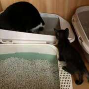 ヒメ日記 2025/11/20 22:09 投稿 ひとみ 千姫(道後)