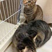 ヒメ日記 2025/11/20 22:16 投稿 ひとみ 千姫(道後)