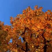 ヒメ日記 2025/12/22 21:39 投稿 ひとみ 千姫(道後)