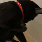 ヒメ日記 2025/12/26 07:17 投稿 ひとみ 千姫(道後)