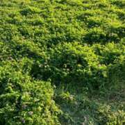 ヒメ日記 2026/03/22 07:36 投稿 ひとみ 千姫(道後)