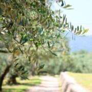 ヒメ日記 2026/03/31 20:39 投稿 ひとみ 千姫(道後)