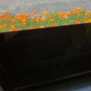 ヒメ日記 2026/04/02 22:55 投稿 ひとみ 千姫(道後)