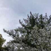 ヒメ日記 2026/04/07 18:24 投稿 ひとみ 千姫(道後)