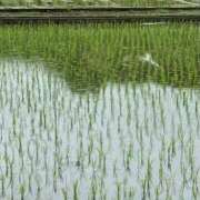 ヒメ日記 2026/06/05 12:11 投稿 ひとみ 千姫(道後)