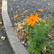 ヒメ日記 2026/09/15 06:26 投稿 ひとみ 千姫(道後)