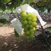 ヒメ日記 2025/11/01 15:36 投稿 もえ 妹系イメージSOAP萌えフードル学園 大宮本校