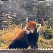 ヒメ日記 2025/12/29 09:17 投稿 もえ 妹系イメージSOAP萌えフードル学園 大宮本校