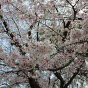 もえ 桜🌸 妹系イメージSOAP萌えフードル学園 大宮本校