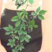 ヒメ日記 2025/09/02 00:25 投稿 たま 熟女の風俗最終章 西川口店