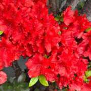 ヒメ日記 2025/04/26 09:45 投稿 石川 川崎人妻城