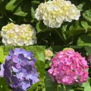 ヒメ日記 2025/06/05 01:01 投稿 石川 川崎人妻城