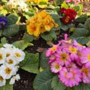 ヒメ日記 2025/01/10 12:44 投稿 みさき 池袋おかあさん