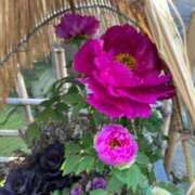 ヒメ日記 2025/01/17 14:04 投稿 みさき 池袋おかあさん