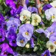 ヒメ日記 2025/02/17 12:04 投稿 みさき 池袋おかあさん