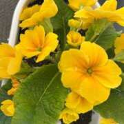 ヒメ日記 2025/02/27 13:25 投稿 みさき 池袋おかあさん