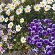 ヒメ日記 2025/03/24 12:07 投稿 みさき 池袋おかあさん