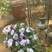 ヒメ日記 2025/04/04 13:19 投稿 みさき 池袋おかあさん