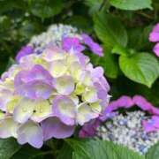 ヒメ日記 2025/07/01 12:24 投稿 みさき 池袋おかあさん