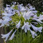 ヒメ日記 2025/07/03 11:38 投稿 みさき 池袋おかあさん