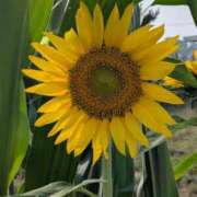 ヒメ日記 2025/07/14 12:14 投稿 みさき 池袋おかあさん