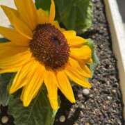 ヒメ日記 2025/08/12 13:08 投稿 みさき 池袋おかあさん