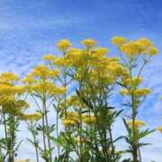 ヒメ日記 2025/09/02 10:44 投稿 みさき 池袋おかあさん