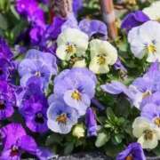 ヒメ日記 2025/10/21 14:44 投稿 みさき 池袋おかあさん