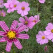 ヒメ日記 2025/10/30 13:24 投稿 みさき 池袋おかあさん