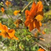 ヒメ日記 2025/11/26 13:14 投稿 みさき 池袋おかあさん