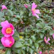 ヒメ日記 2025/12/11 11:47 投稿 みさき 池袋おかあさん