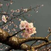 ヒメ日記 2026/03/04 13:14 投稿 みさき 池袋おかあさん