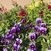 ヒメ日記 2026/03/10 12:30 投稿 みさき 池袋おかあさん