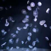 ヒメ日記 2025/06/20 11:12 投稿 ちひろ モアグループ川越人妻花壇