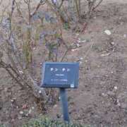 ヒメ日記 2026/02/06 19:00 投稿 なでしこ スイカ