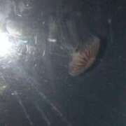 ヒメ日記 2025/11/15 13:29 投稿 まりん Mrs.Rufeーミセスルーフー