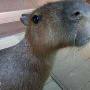 ヒメ日記 2025/06/20 07:13 投稿 篠原 ANECOTE