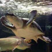 ヒメ日記 2025/07/27 19:42 投稿 篠原 ANECOTE