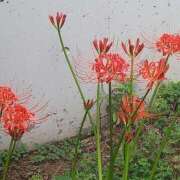 ヒメ日記 2025/09/28 21:32 投稿 篠原 ANECOTE