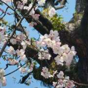 ヒメ日記 2025/03/31 23:36 投稿 入江咲良 五十路マダム姫路店