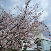 ヒメ日記 2025/04/10 23:20 投稿 入江咲良 五十路マダム姫路店