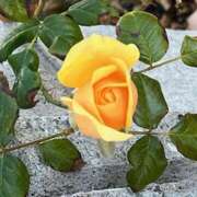 ヒメ日記 2024/12/15 11:00 投稿 鏡 セクシーキャット 神田店