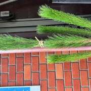 ヒメ日記 2024/12/15 16:11 投稿 鏡 セクシーキャット 神田店