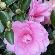 ヒメ日記 2024/12/18 09:26 投稿 鏡 セクシーキャット 神田店