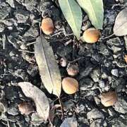 ヒメ日記 2024/12/26 09:40 投稿 鏡 セクシーキャット 神田店