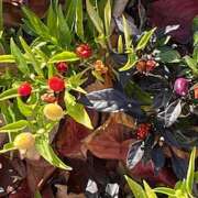 ヒメ日記 2025/01/05 08:56 投稿 鏡 セクシーキャット 神田店