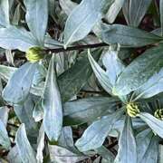 ヒメ日記 2025/01/08 10:25 投稿 鏡 セクシーキャット 神田店