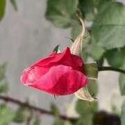 ヒメ日記 2025/01/09 08:51 投稿 鏡 セクシーキャット 神田店