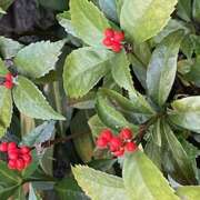 ヒメ日記 2025/01/13 09:11 投稿 鏡 セクシーキャット 神田店